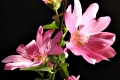 LuePhoto.de