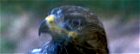 Bussard in Planten un Blomen